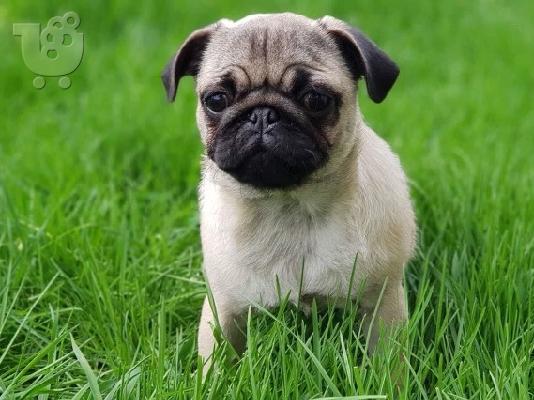 Puppies Cute Pug
